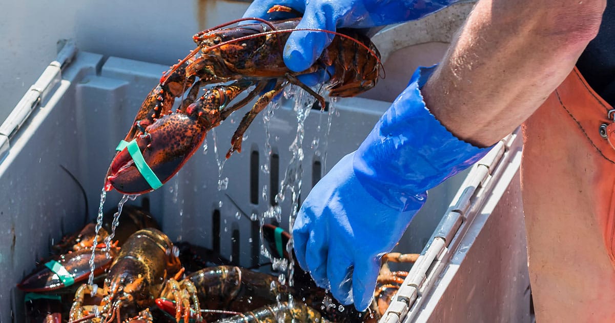 Maine’s lobster industry