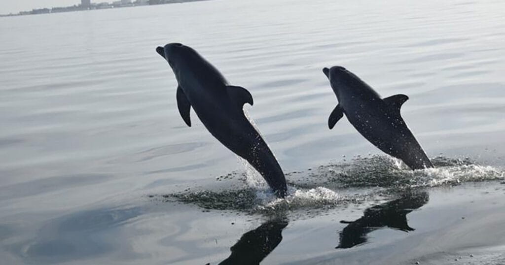 Wild dolphins are known for their complex social lives, but new research shows those social networks can be influenced by human activity.