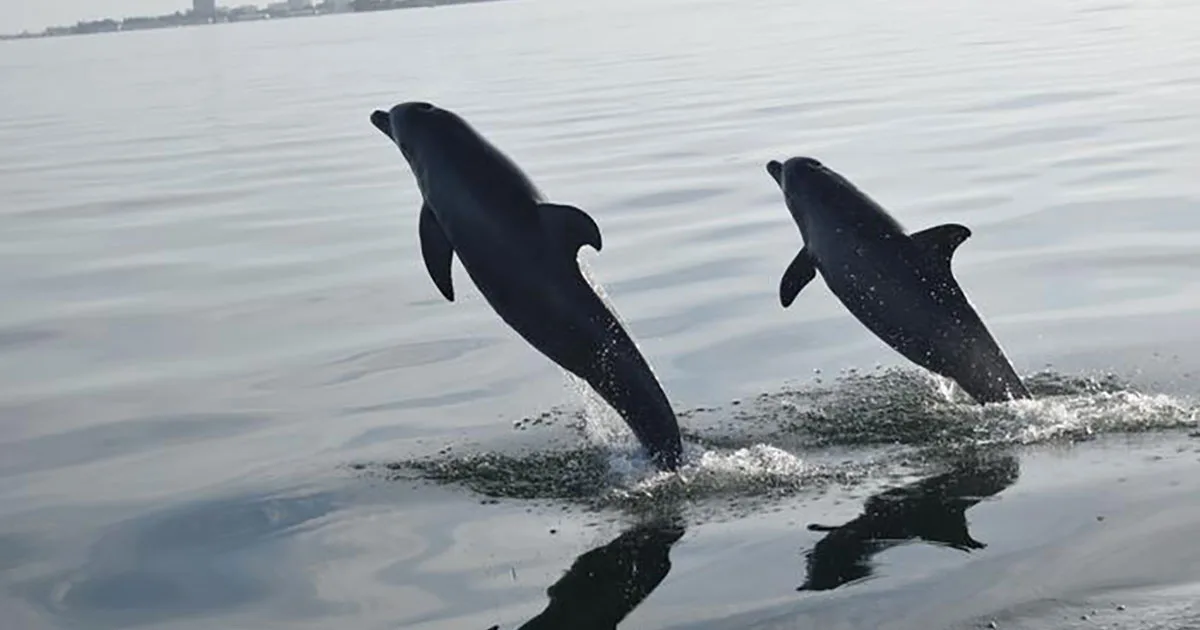 Wild dolphins are known for their complex social lives, but new research shows those social networks can be influenced by human activity.