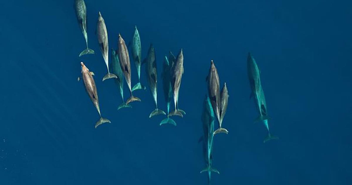Common bottlenose dolphins off Southern California, USA.