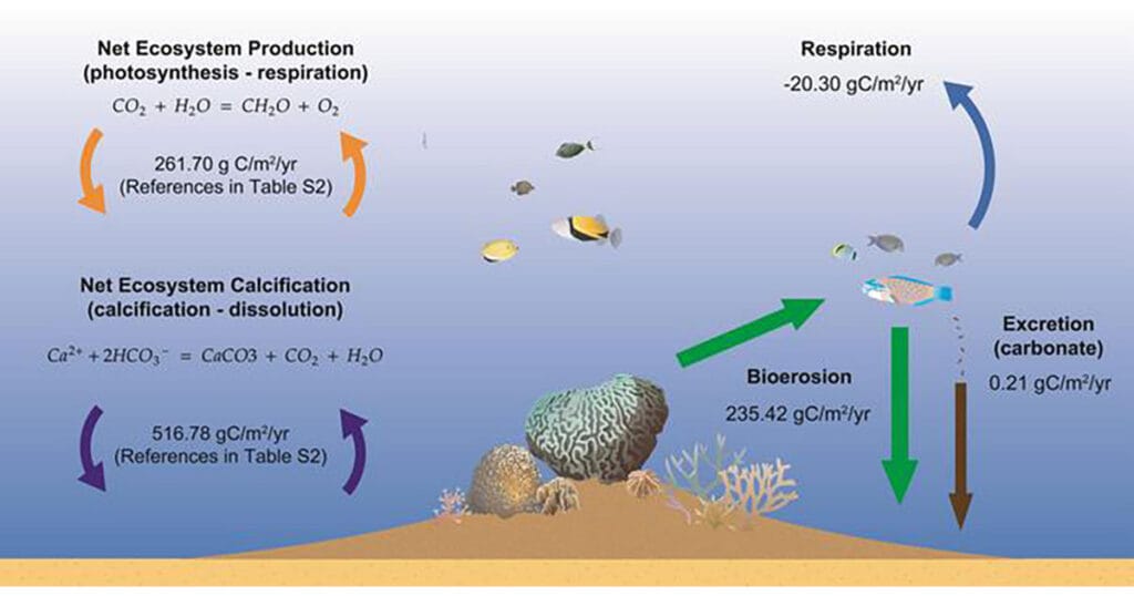 Biological mediations on coral reef carbon cycling on the ecosystem level (left) and the fish assemblage level (right).