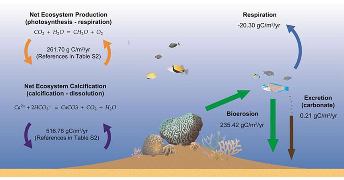 Biological mediations on coral reef carbon cycling on the ecosystem level (left) and the fish assemblage level (right).