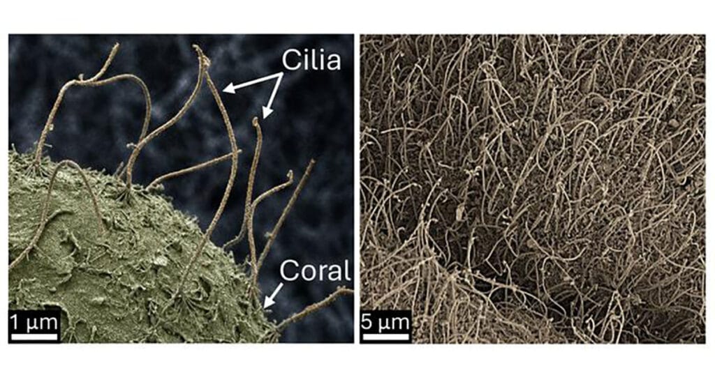 Electron microscopy images of cilia on the surface of corals. Note that the cilia are approximately 10–15 micrometers long and around 500 times thinner than a human hair.