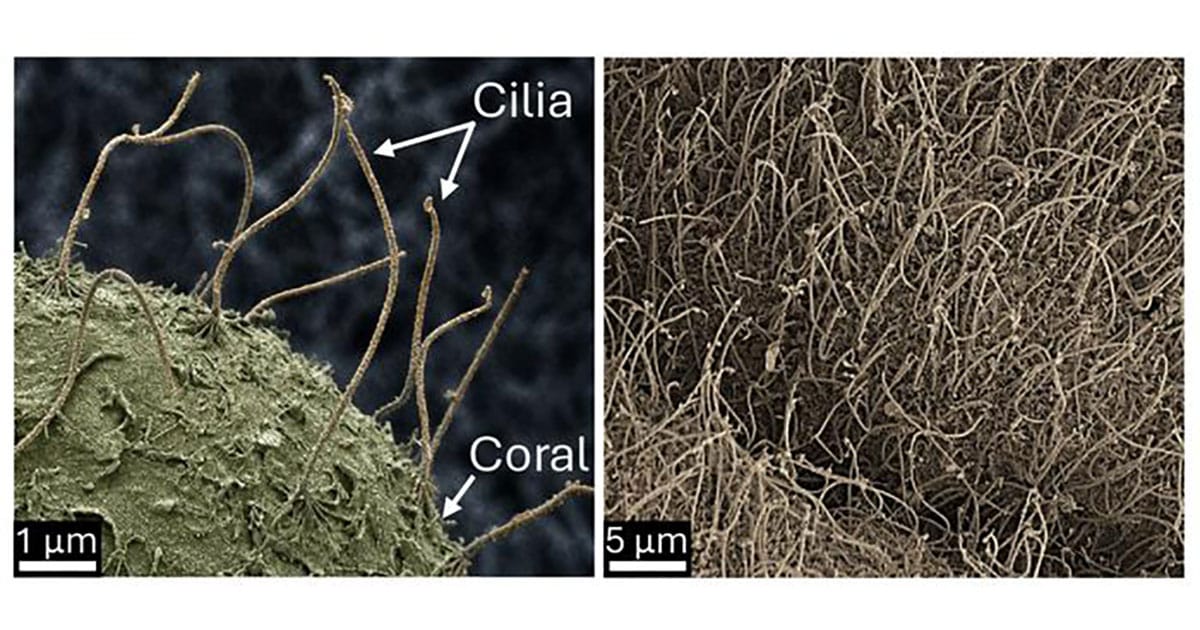 Electron microscopy images of cilia on the surface of corals. Note that the cilia are approximately 10–15 micrometers long and around 500 times thinner than a human hair.