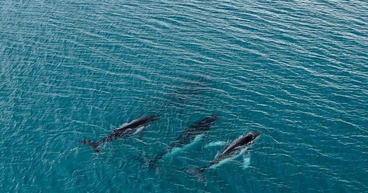 For the first time, researchers have documented humpback whales traveling between breeding grounds in eastern Australia and Brazil, crossing more than 14,000 kilometers of open ocean.