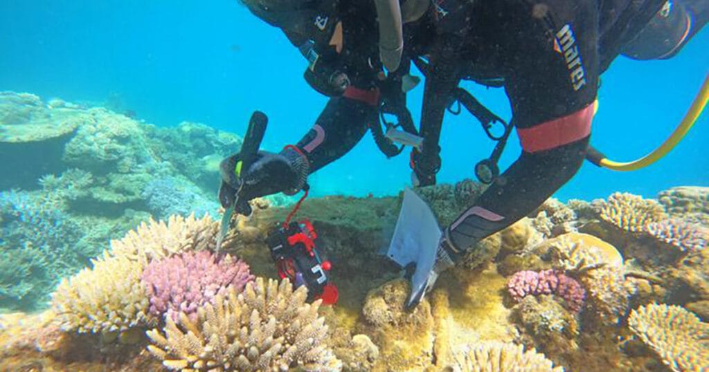 Hugo Denis sampling an Acropora coral colony at Deverd Islet Reef, New Caledonia.