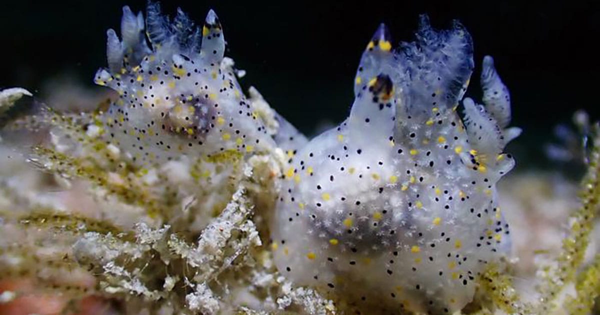 Two individuals of Thecacera sesama sp. nov. feeding on a bryozoan.
