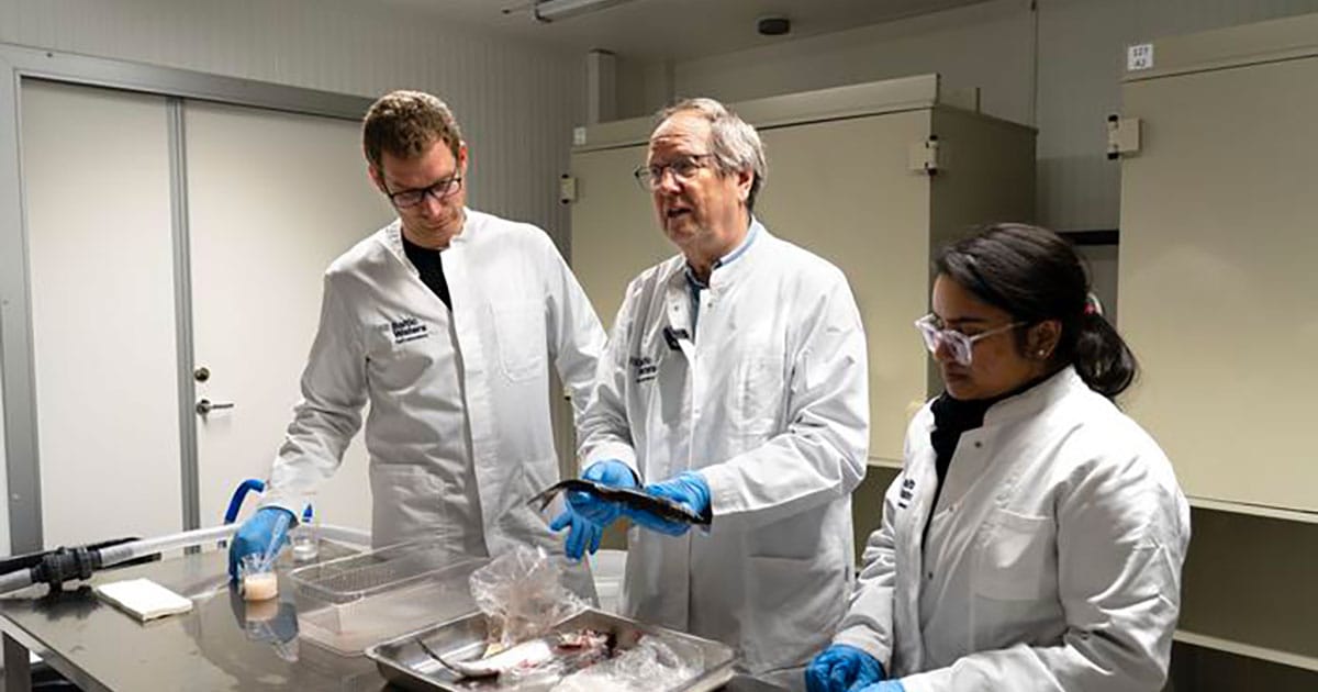 Professor Leif Andersson in the lab, with his colleagues Florian Berg, Ph.D.; and Hiba Jasmin, researcher.