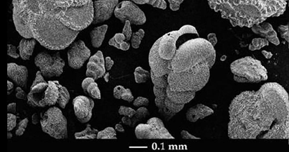Microscopic marine plankton, which are larger in size and went extinct.