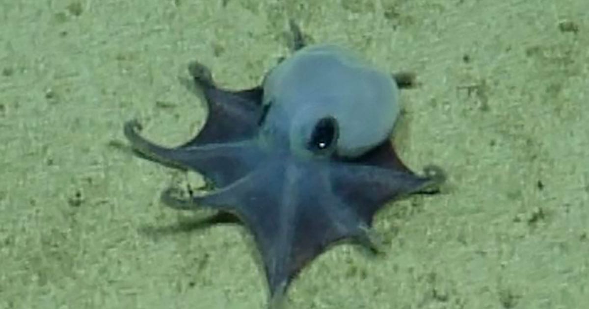A screenshot from a video of the octopus taken using the ROV.