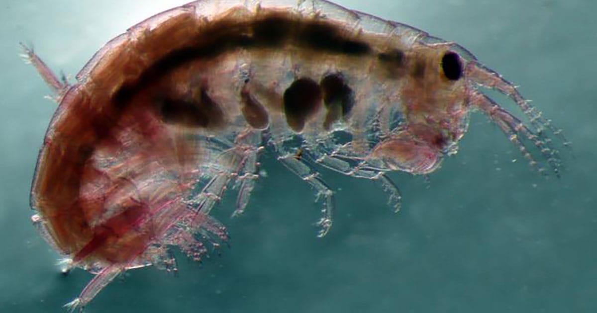 A female hyalid amphipod species (Serejohyale sicilia) with eggs.