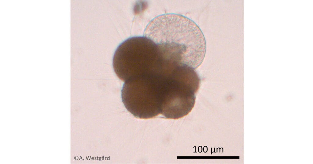 Laboratory experiments on the planktonic foraminifer Neogloboquadrina pachyderma help improve reconstructions of past ocean temperatures.