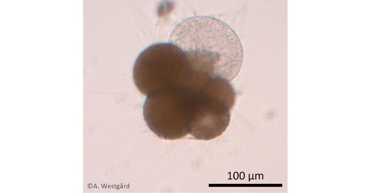 Laboratory experiments on the planktonic foraminifer Neogloboquadrina pachyderma help improve reconstructions of past ocean temperatures.