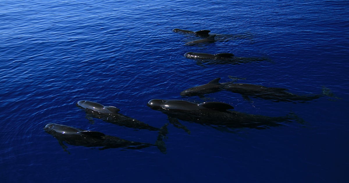Pilot Whales Swimming