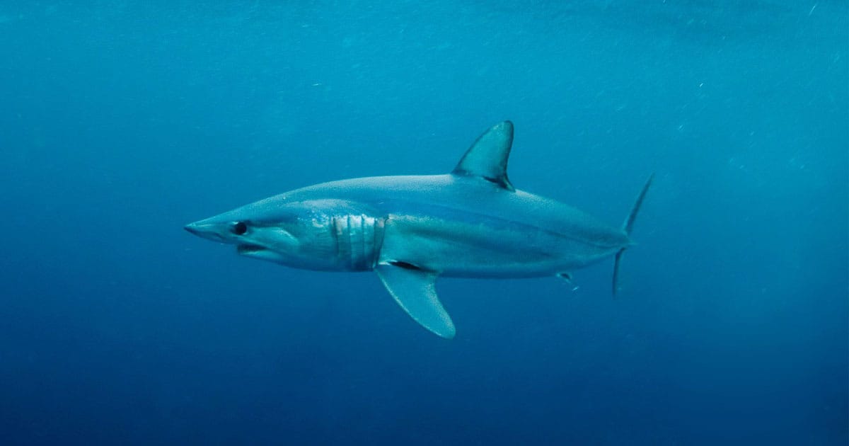 Blue Shark