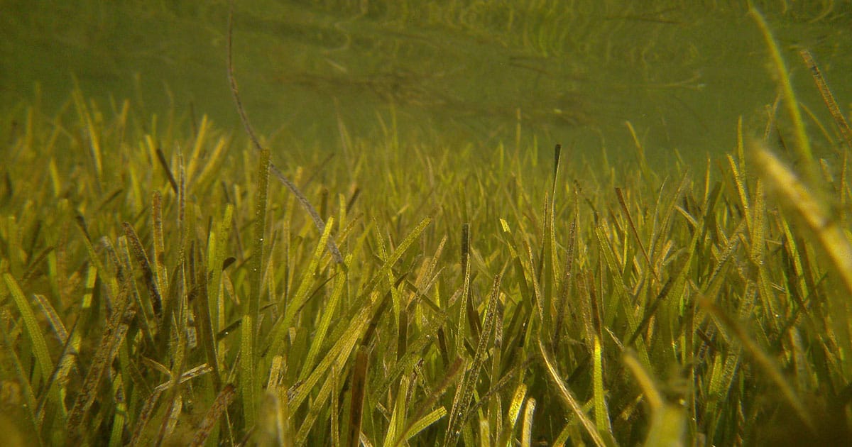 A seagrass meadow in Myuna Bay.