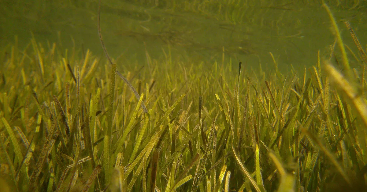 A seagrass meadow in Myuna Bay.