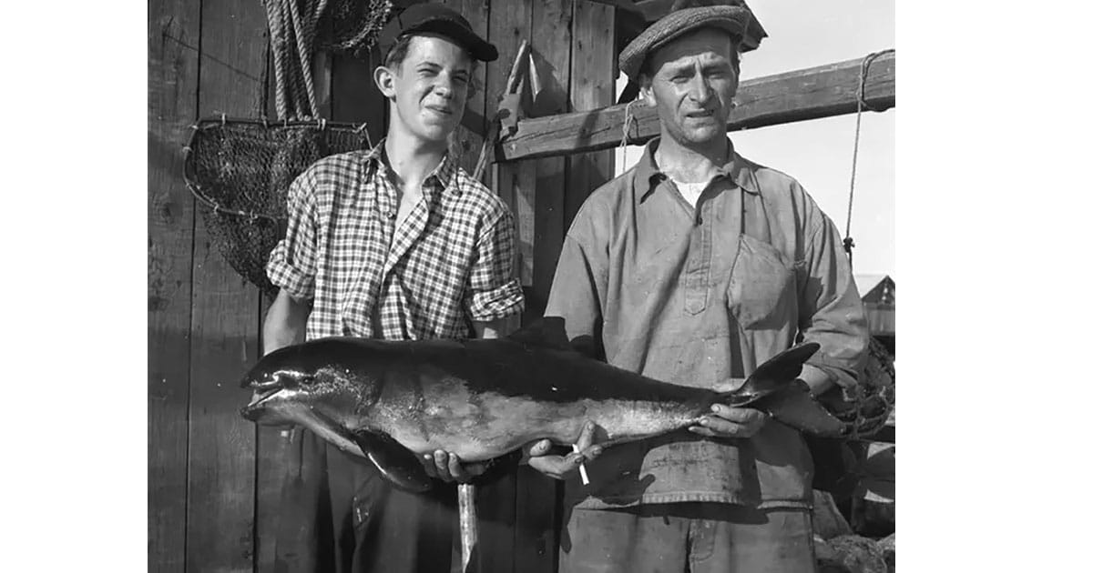 Harbor porpoise captured in Utvalnäs in 1953.