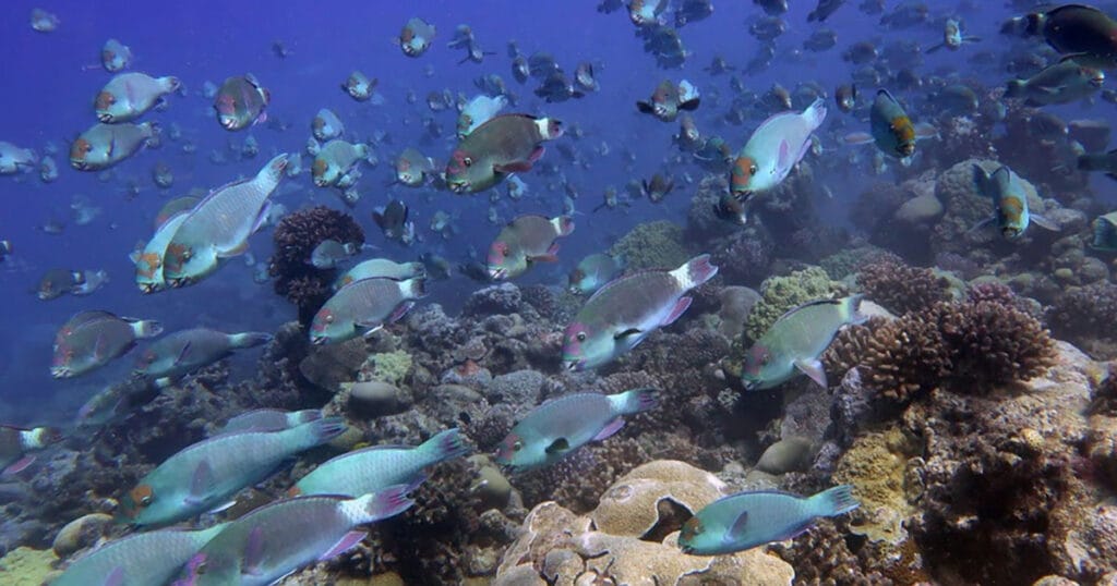 A group of parrotfish swim over a healthy coral reef at Wake Atoll.
