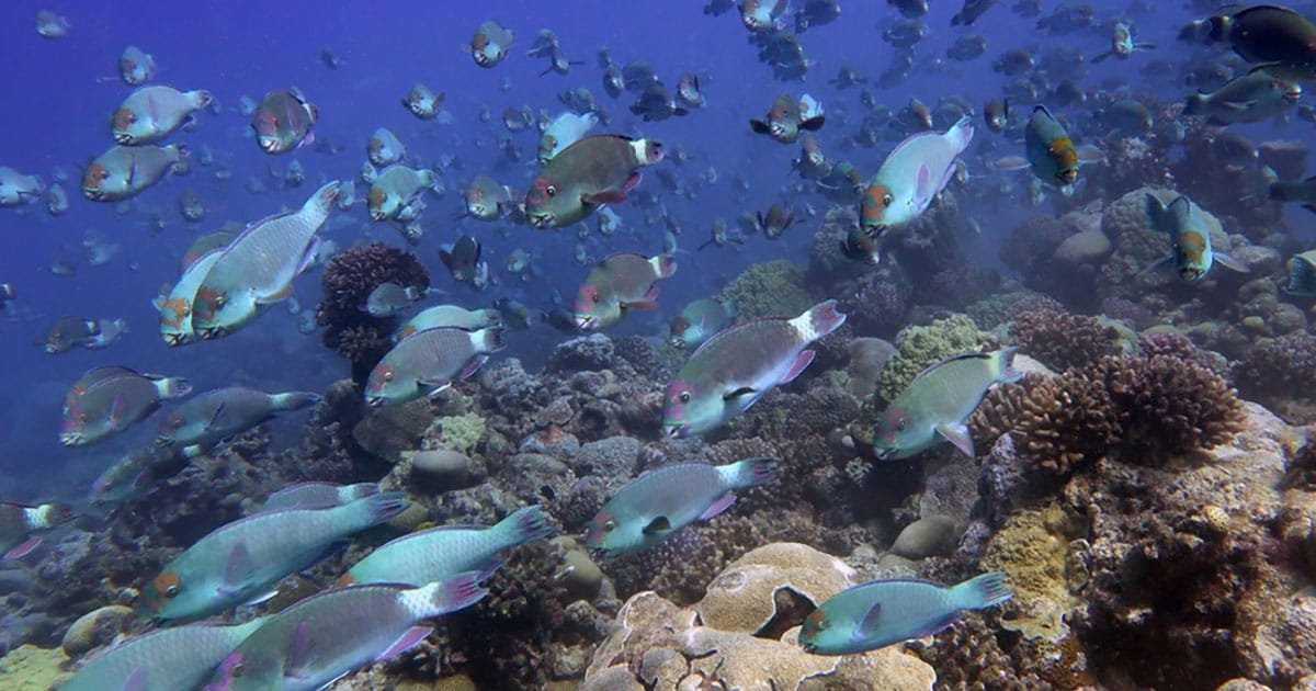A group of parrotfish swim over a healthy coral reef at Wake Atoll.