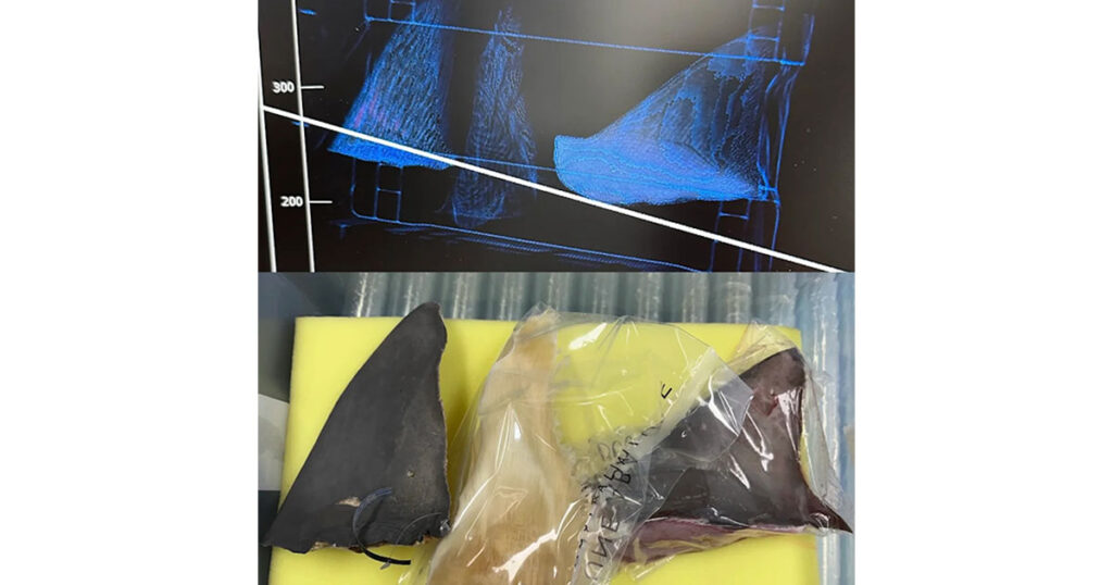 Samples and scans of shark fins.