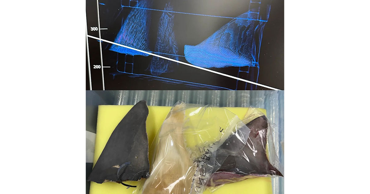 Samples and scans of shark fins.