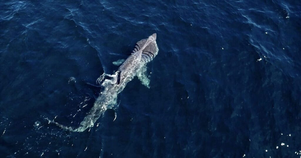 New research suggests basking sharks actively feed during long-distance migrations rather than relying solely on stored energy reserves, as previously assumed for many migratory sharks.