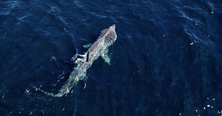 New research suggests basking sharks actively feed during long-distance migrations rather than relying solely on stored energy reserves, as previously assumed for many migratory sharks.