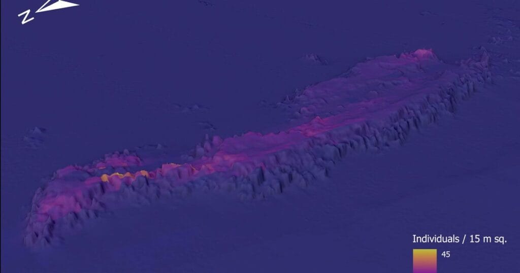 An example prediction from a new suite of coral species distribution and habitat models developed for the Gulf of America.