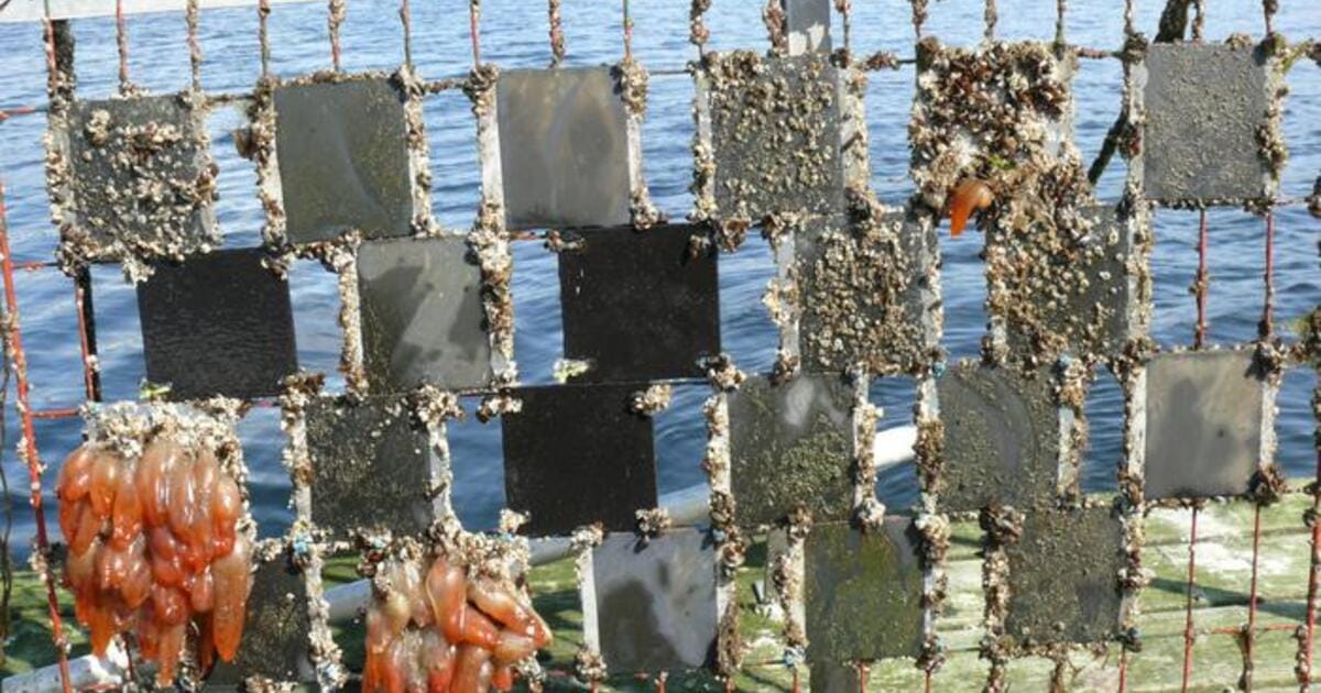 The pictures show the panels covered with various degrees of algae, barnacles, and other marine organisms that had grown on them over the six month-period. Control panels were also used to see normal levels of growth when no paint was applied—these show the most growth.