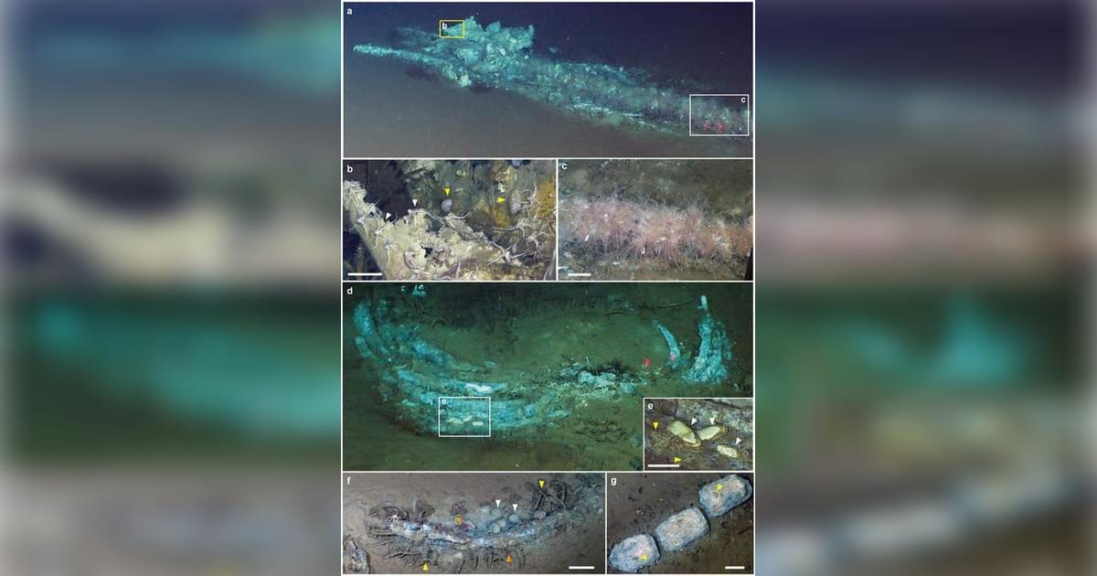 Whale-fall ecosystems in the sulfophilic stage in the Diamantina Zone.