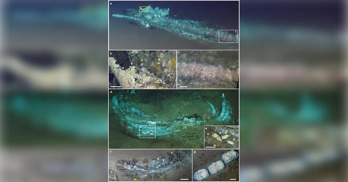 Whale-fall ecosystems in the sulfophilic stage in the Diamantina Zone.