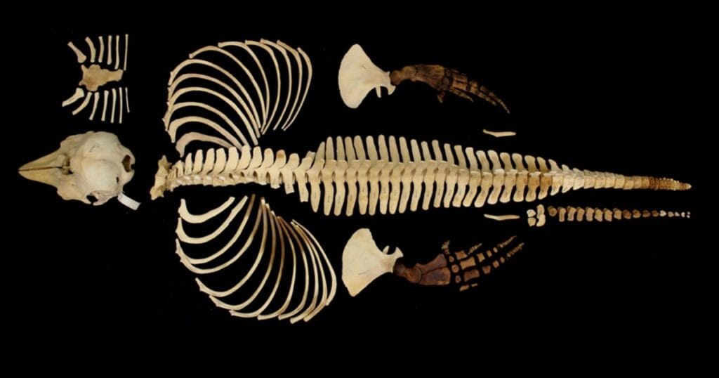 Full skeleton of a very rare female vaquita specimen collected in 1966.
