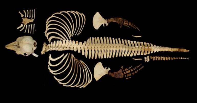 Full skeleton of a very rare female vaquita specimen collected in 1966.