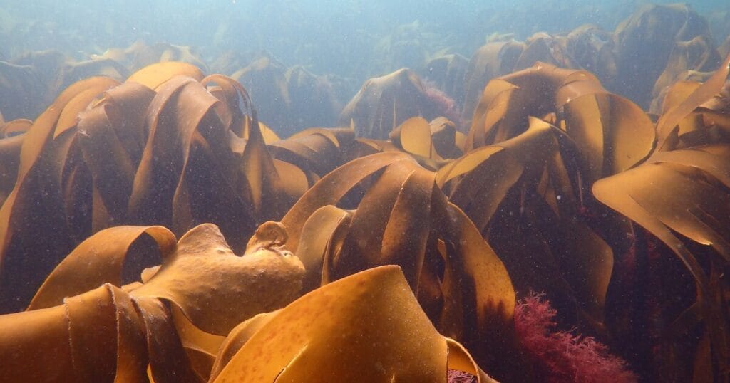 Brown kelp bed on the sea floor.