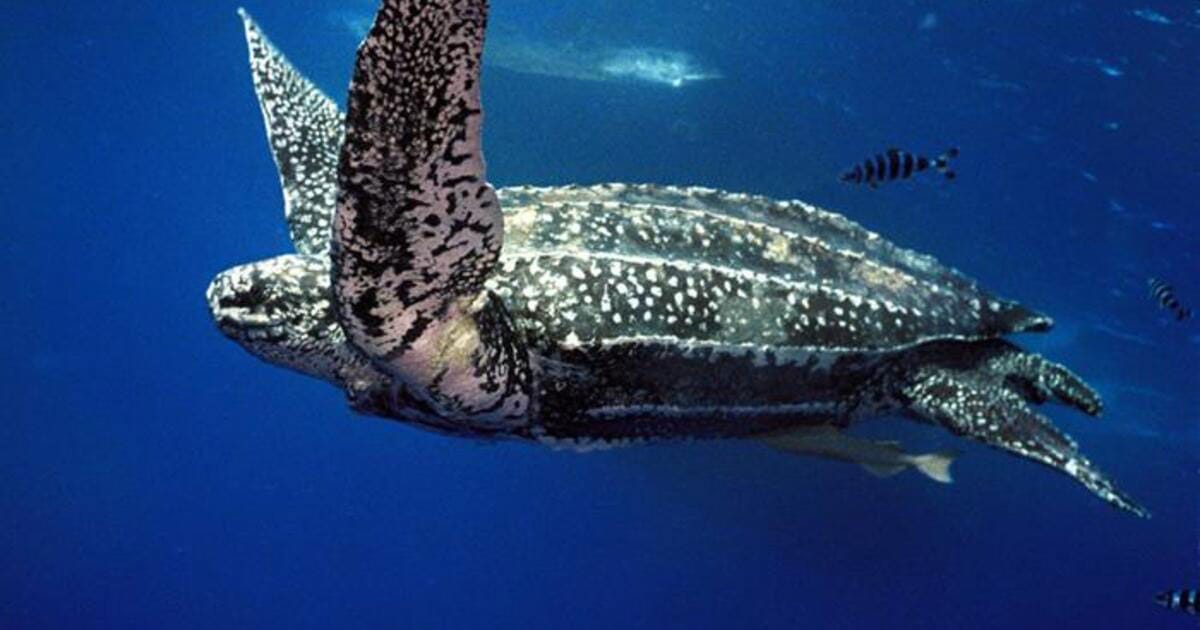 Adult leatherback