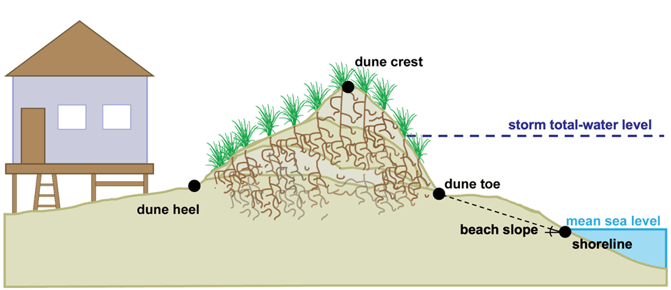 Conceptual diagram (not to scale) of an idealized beach and dune profile showing the dune toe, beach slope, and storm-water levels, along with the internal sand and vegetation structures that form slowly as a dune naturally builds over time.