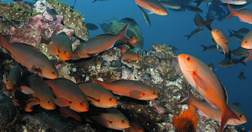The Atlantic creolefish is one of the species tracked for the project.