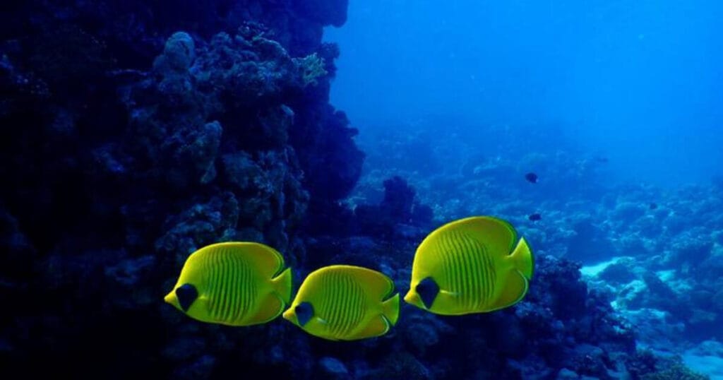 An assembly of tropical fish.