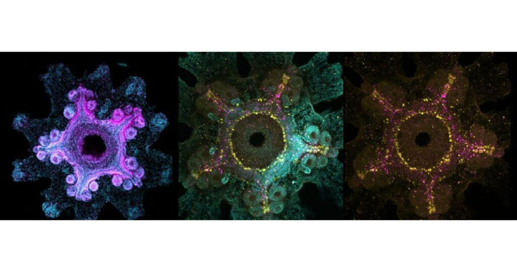 Hybridization chain reaction microscopy (HCR) reveals the expression of the syt1 gene (magenta, left), gnrh (yellow, center and right), and gnrhr (magenta, center and right) in the post-metamorphic bat sea star nervous system.