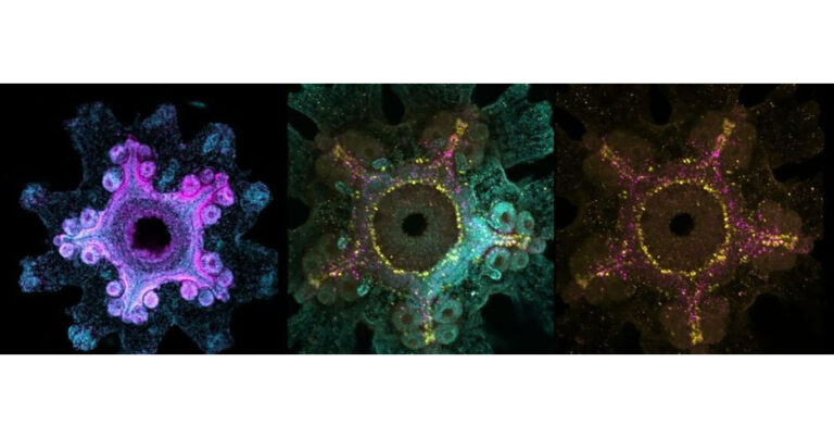 Hybridization chain reaction microscopy (HCR) reveals the expression of the syt1 gene (magenta, left), gnrh (yellow, center and right), and gnrhr (magenta, center and right) in the post-metamorphic bat sea star nervous system.