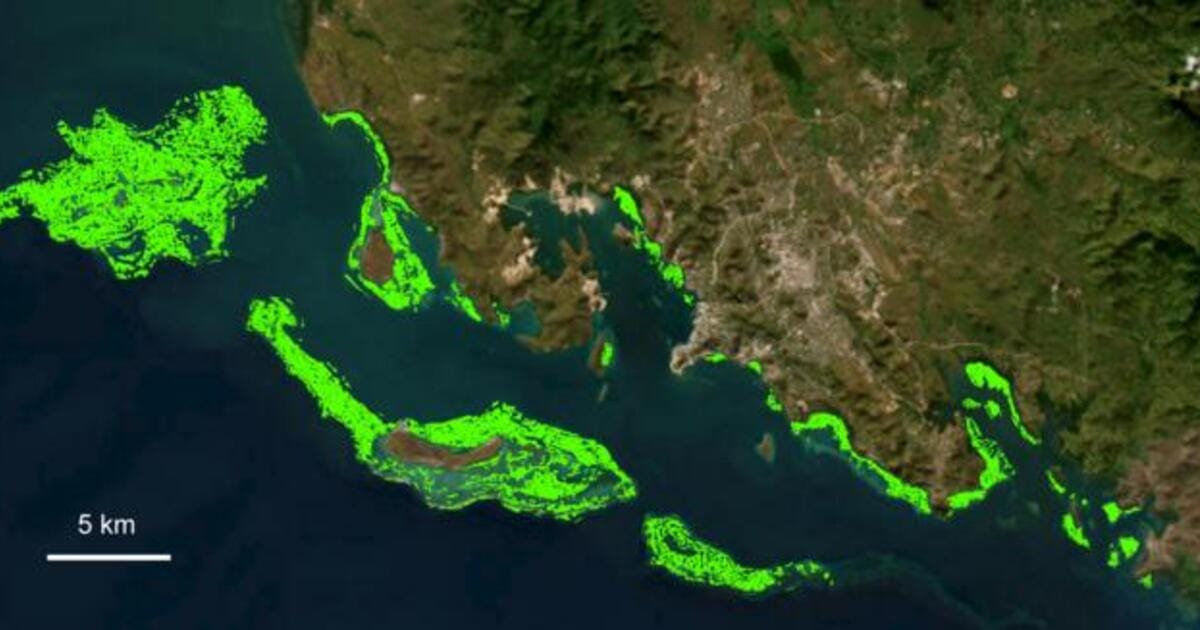 A satellite photo of Papua New Guinea with areas of seagrass highlighted in green.