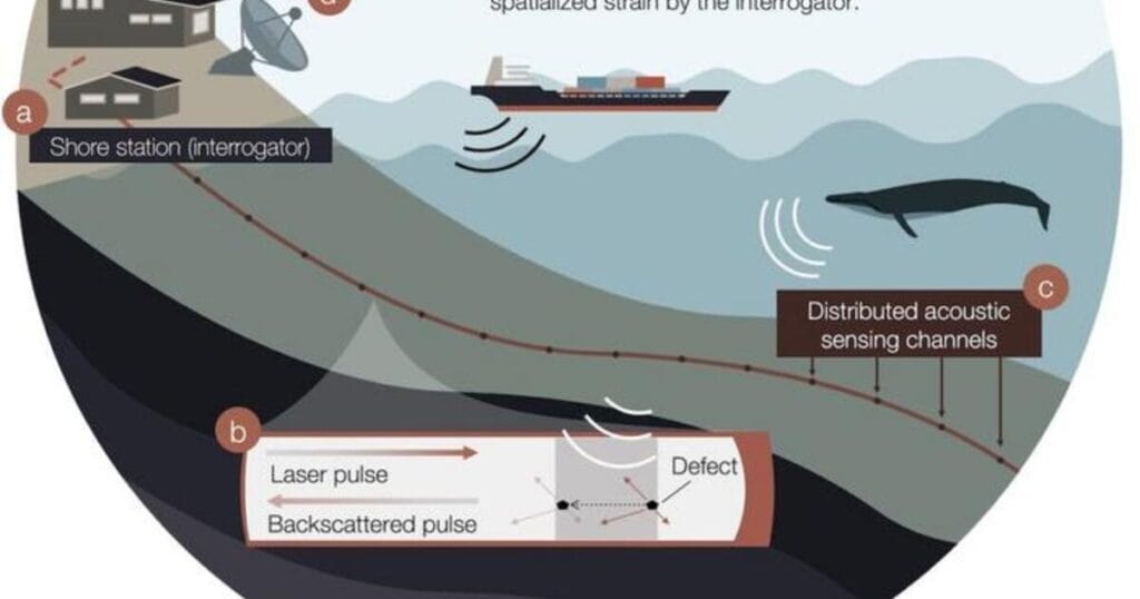 This graphic shows a distributed acoustic sensing system works. The system uses fibre-optic cables and can help researchers detect ships and whales in the waters off of Svalbard. (Image credit: Graphic: Léa Bouffaut)