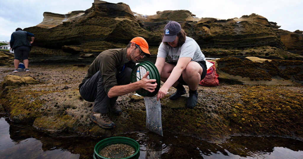 Researchers at work in the tide pools near Scripps. (Image credit: Erik Jepsen, UC San Diego)