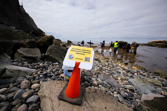 Fieldwork for the California Intertidal Biodiversity DNA Barcode Library Project officially began in San Diego on June 21, 2026. The San Diego survey is expected to conclude on July 4, 2026, with additional surveys planned at sites along the California coast over the next two years. (Image credit: Erik Jepsen, UC San Diego)