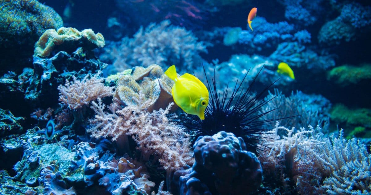 The study provides critical evidence of how climate change is reshaping ocean ecosystems and the urgency of accelerating solutions. (Image credit: Image courtesy of King Abdullah University of Science and Technology (KAUST))