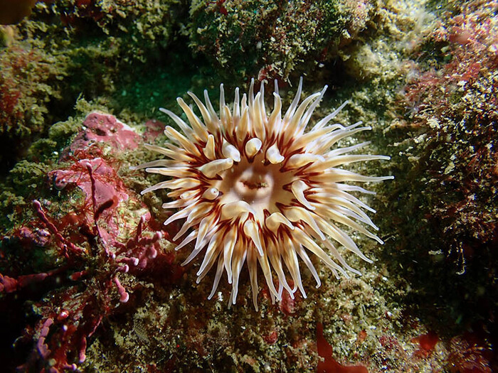 A McPeak's anemone was documented and photographed for the project during a shallow-water scuba diving survey off the La Jolla coast. (Image credit: Charlotte Seid)