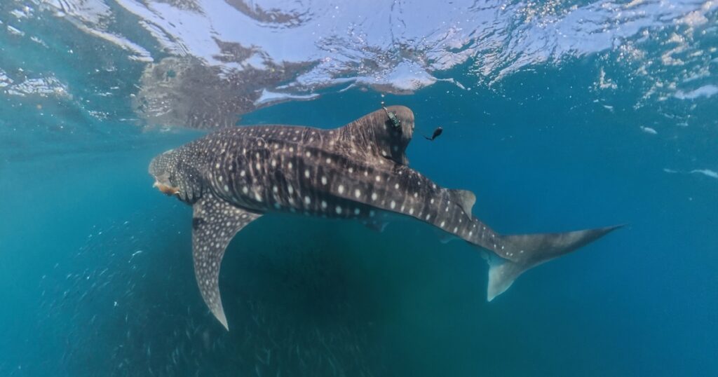 Close-up of a whale shark with tag on its dorsal fin.