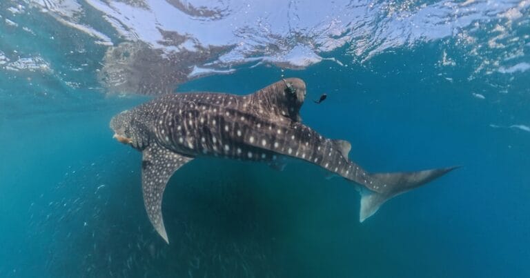 Close-up of a whale shark with tag on its dorsal fin.