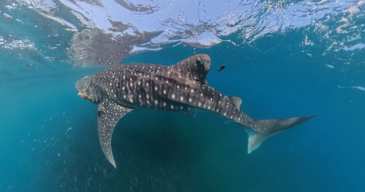 Close-up of a whale shark with tag on its dorsal fin.